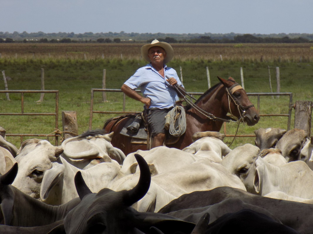 Cantos de trabajo del llano