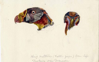 One Year on the Magdalena River: Titian Ramsey Peale II in Colombia