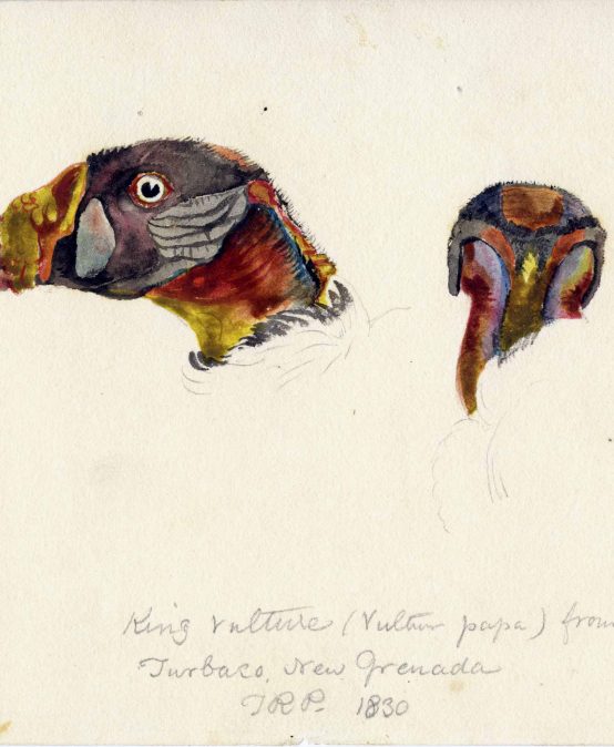 One Year on the Magdalena River: Titian Ramsey Peale II in Colombia