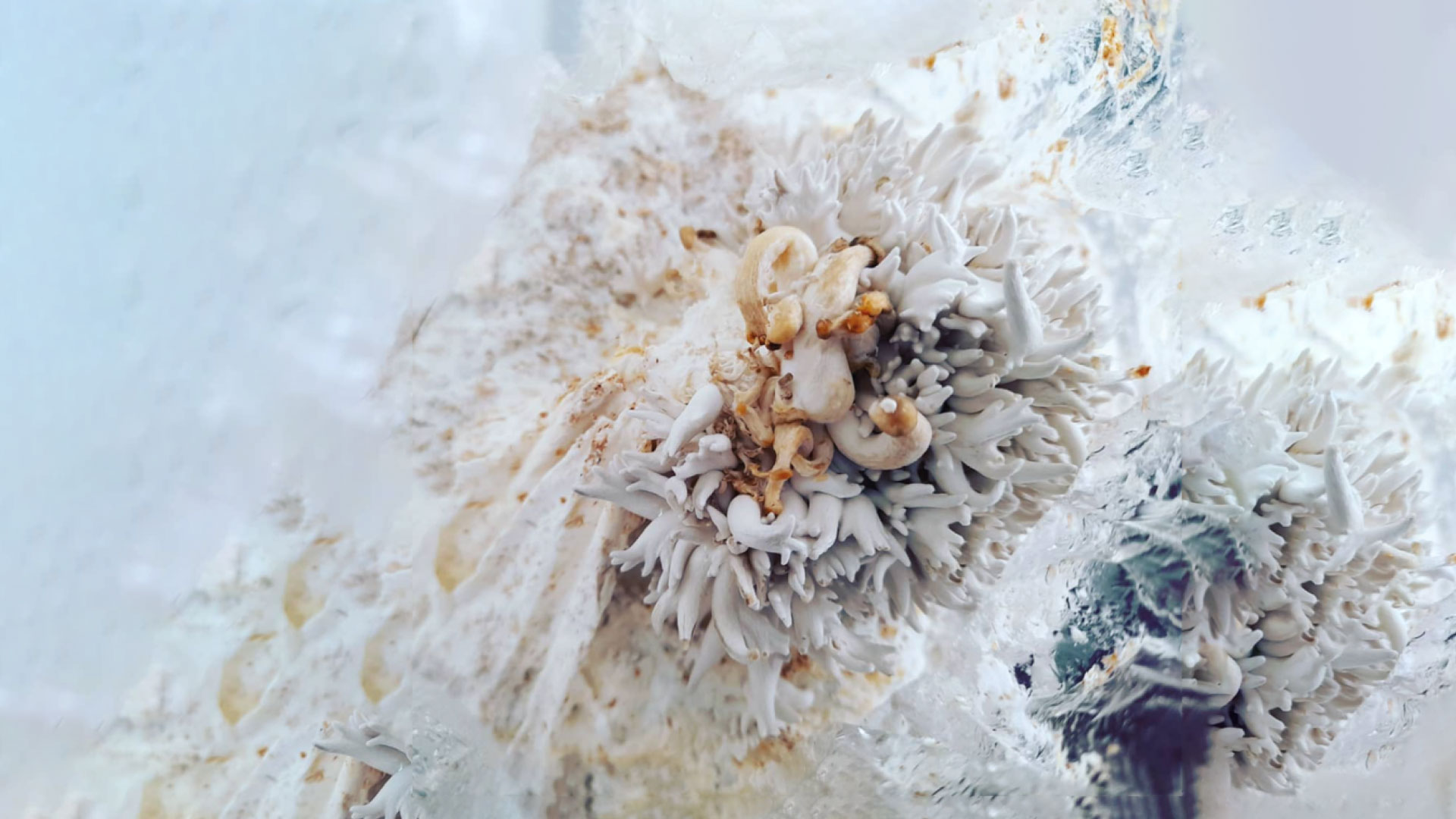 Visite la exposición del 11 al 18 de diciembre en LIA (Laboratorio interdisciplinar para las artes)