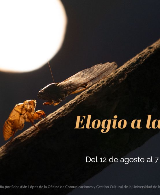 Elogio a la sombra, Sonia Rojas en Galería Espacio el Dorado